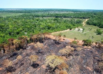 SISTEMA DE ALERTAS DE DESMATAMENTO DA MATA ATLÂNTICA (SAD MATA ATLÂNTICA) IDENTIFICA MAIS 21 MIL HECTARES DESMATADOS NO PRIMEIRO SEMESTRE DE 2022