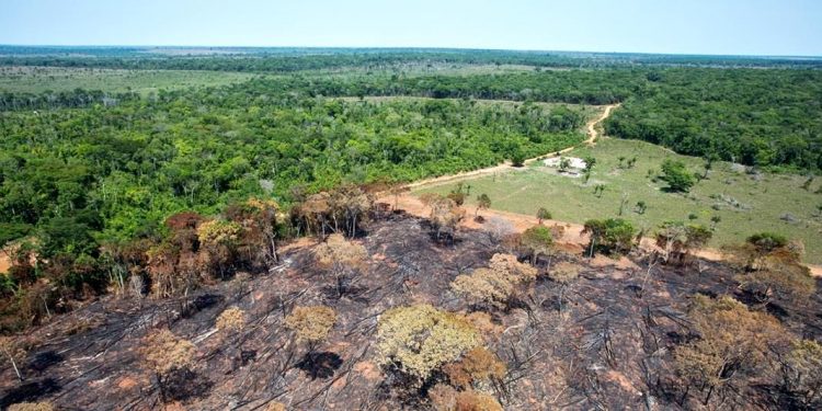 SISTEMA DE ALERTAS DE DESMATAMENTO DA MATA ATLÂNTICA (SAD MATA ATLÂNTICA) IDENTIFICA MAIS 21 MIL HECTARES DESMATADOS NO PRIMEIRO SEMESTRE DE 2022
