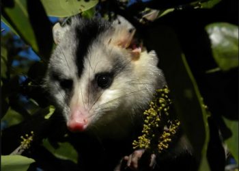 MUDANÇAS CLIMÁTICAS AMEAÇAM 90% DOS MAMÍFEROS DA CAATINGA