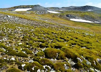 ANTÁRTICA ESTÁ ‘FICANDO VERDE’ EM RITMO ACELERADO, ALERTAM CIENTISTAS