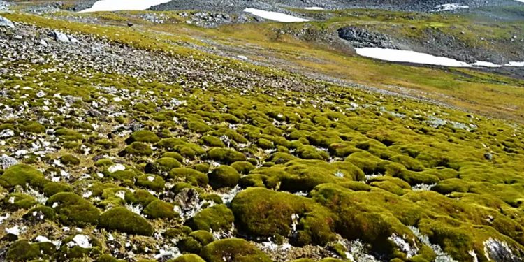 ANTÁRTICA ESTÁ ‘FICANDO VERDE’ EM RITMO ACELERADO, ALERTAM CIENTISTAS