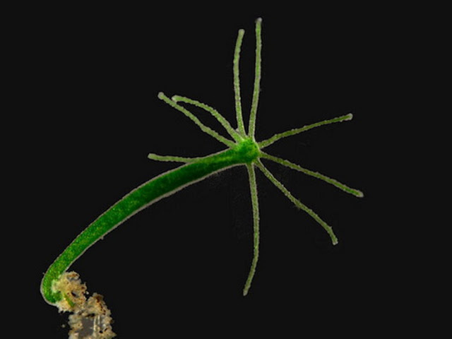 A hydra viridissima brasiliensis - descoberta em 1766. As hidras têm a capacidade de regenerar seus tentáculos...