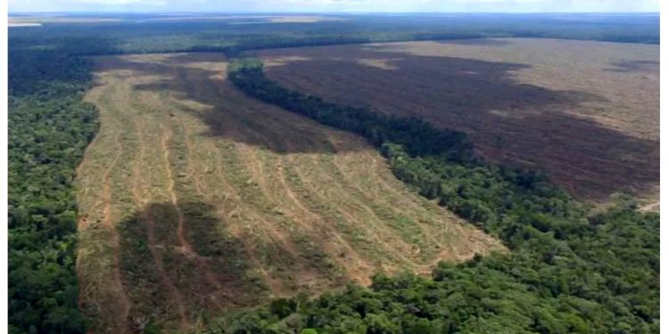 REGIÕES DA AMAZÔNIA JÁ ATINGIRAM PONTO DE NÃO RETORNO, AFIRMA PESQUISADORA