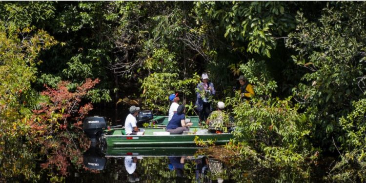 ESTUDO AVALIA O PAPEL DOS RIOS PARA A ORIGEM DA ALTA BIODIVERSIDADE AMAZÔNICA