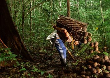 DIA DA AMAZÔNIA: TÉCNICAS SUSTENTÁVEIS GARANTEM DESENVOLVIMENTO E PRESERVAÇÃO EM ÁREAS VERDES DO AC