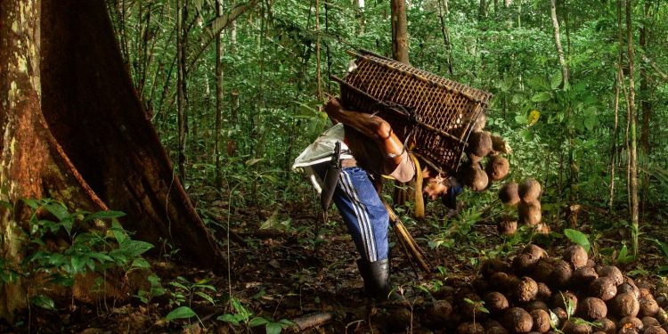 DIA DA AMAZÔNIA: TÉCNICAS SUSTENTÁVEIS GARANTEM DESENVOLVIMENTO E PRESERVAÇÃO EM ÁREAS VERDES DO AC