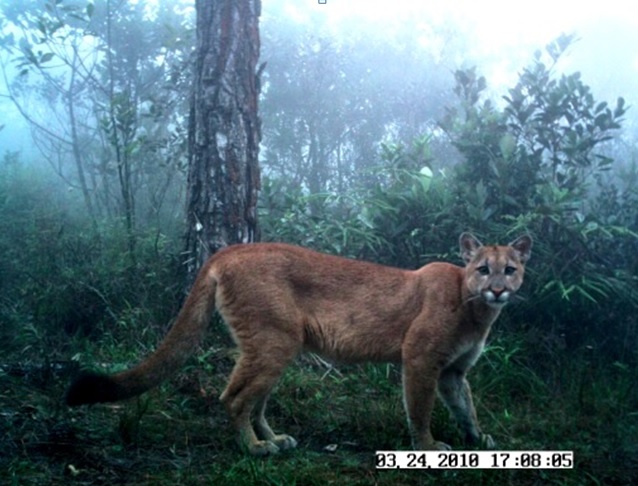 Puma fotografado no Parque Estadual da Serra do Mar, no extremo sul da cidade: ameaçado de extinção no país