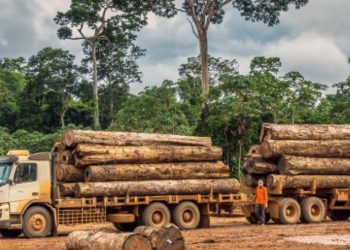 EXTRAÇÃO DE IPÊS ACOMPANHA GRANDES FRENTES DE DESMATE ILEGAL NA AMAZÔNIA
