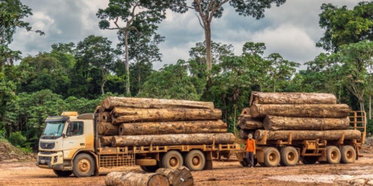EXTRAÇÃO DE IPÊS ACOMPANHA GRANDES FRENTES DE DESMATE ILEGAL NA AMAZÔNIA