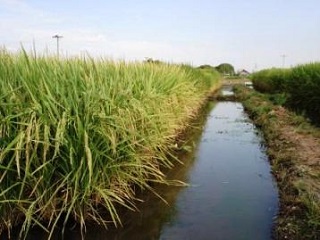 A irrigação por inundação para plantio de arroz (foto), é o sistema mais usado no Brasil. (imagem: Reprodução/Internet)