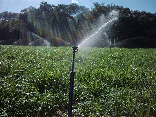 Sistema de irrigação por aspersão (foto), considerado um dos mais eficientes. (Imagem: Reprodução/Internet)