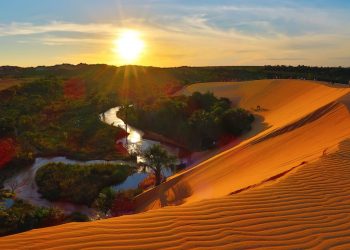 POR QUE PLANTAR ÁRVORES NÃO É A MELHOR SOLUÇÃO PARA RESTAURAR O CERRADO