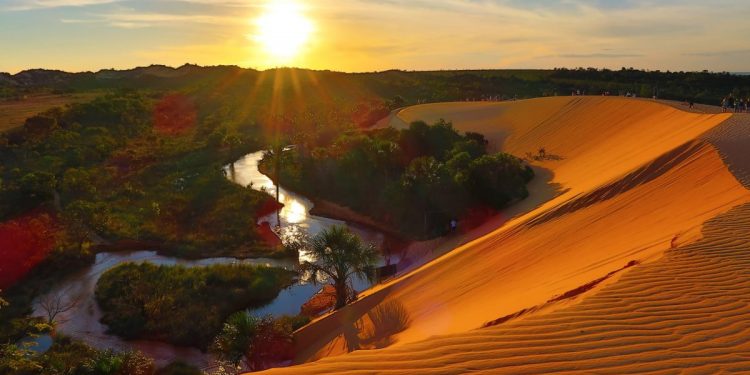POR QUE PLANTAR ÁRVORES NÃO É A MELHOR SOLUÇÃO PARA RESTAURAR O CERRADO
