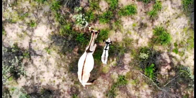 O TRÁGICO DESTINO DOS JUMENTOS DO NORDESTE, ABATIDOS PARA FAZER REMÉDIO NA CHINA