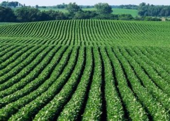FALTA UM GOVERNO PARA A AGRICULTURA BRASILEIRA