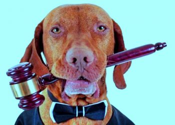 SISTEMA PENAL E PENAS NO CRIME DE MAUS-TRATOS A ANIMAIS DOMÉSTICOS