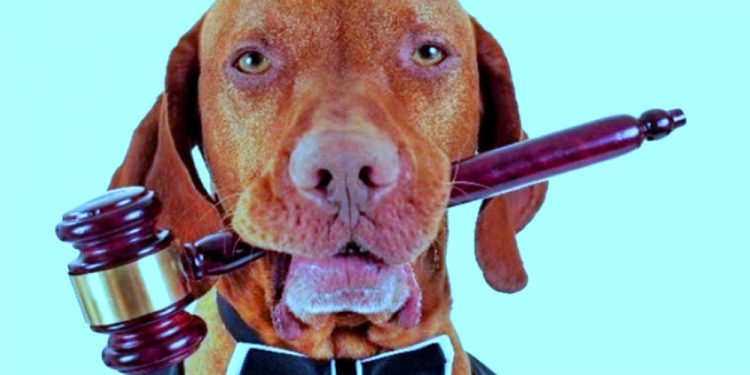 SISTEMA PENAL E PENAS NO CRIME DE MAUS-TRATOS A ANIMAIS DOMÉSTICOS