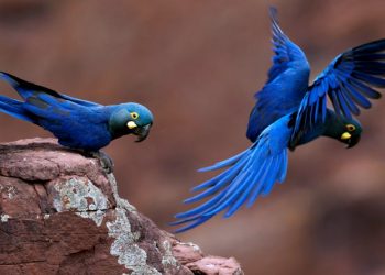 PERDA DE HABITAT E MUDANÇAS CLIMÁTICAS DEVOLVEM ARARA-AZUL À LISTA DE ESPÉCIES AMEAÇADAS