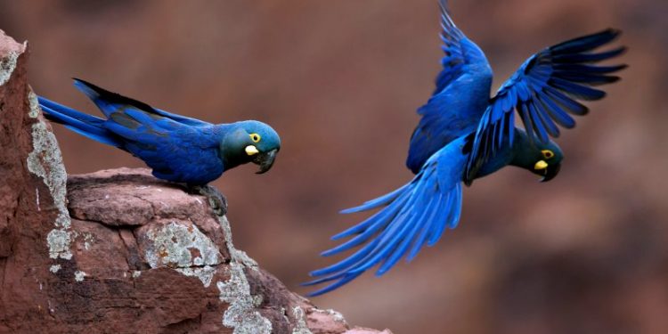 PERDA DE HABITAT E MUDANÇAS CLIMÁTICAS DEVOLVEM ARARA-AZUL À LISTA DE ESPÉCIES AMEAÇADAS
