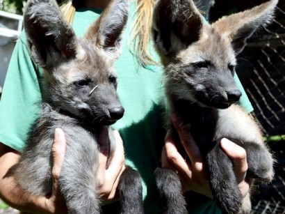 lobosguaras