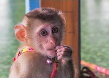 ANIMAIS SILVESTRES E A “FEBRE DO OURO” NAS REDES SOCIAIS