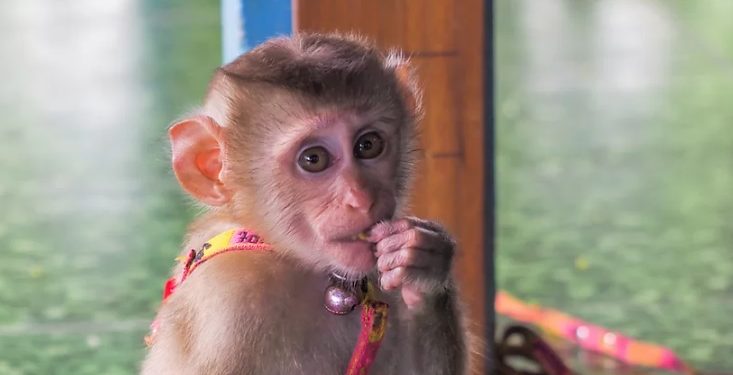 ANIMAIS SILVESTRES E A “FEBRE DO OURO” NAS REDES SOCIAIS