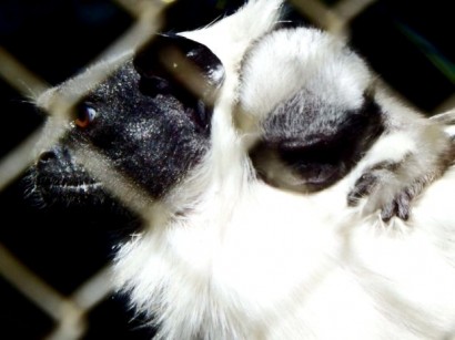 Sauim de coleira, espécime quase extinta, nasce no zoo de Bauru.