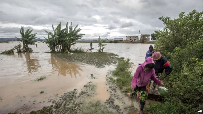 Desastres naturais atingem a safra de baunilha em Madagascar