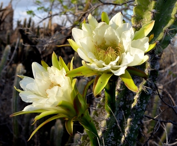 A FLOR DO MANDACARU – Portal Ambiente Legal