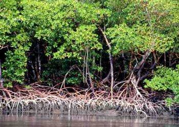 PLANÍCIES ASSOCIADAS ÀS FLORESTAS DE MANGUE RETIRAM CARBONO DA ATMOSFERA