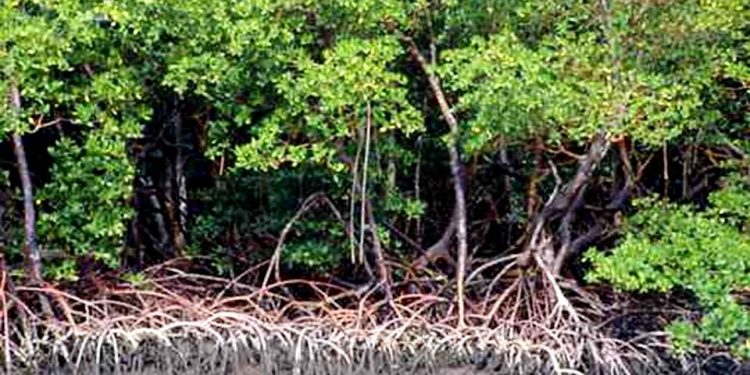 PLANÍCIES ASSOCIADAS ÀS FLORESTAS DE MANGUE RETIRAM CARBONO DA ATMOSFERA