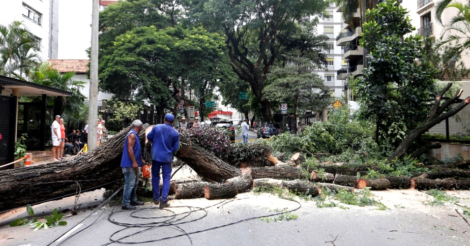 Mais de 1.700 árvores caíram em São Paulo nos últimos meses
