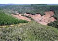 DESMATAMENTO NA MATA ATLÂNTICA CAI 42% NO 1º TRIMESTRE, MAS BIOMA SEGUE EM ALERTA COM 8 MIL HECTARES DESTRUÍDOS