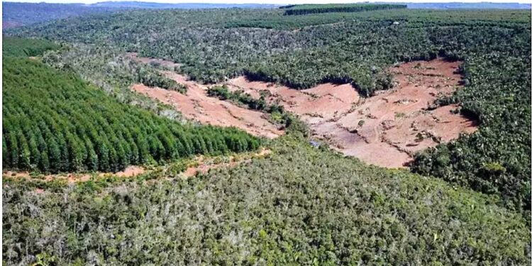 DESMATAMENTO NA MATA ATLÂNTICA CAI 42% NO 1º TRIMESTRE, MAS BIOMA SEGUE EM ALERTA COM 8 MIL HECTARES DESTRUÍDOS
