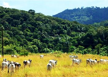 PRODUÇÃO AGROPECUÁRIA NA MATA ATLÂNTICA PODE SE TORNAR NEUTRA EM CARBONO DENTRO DE 20 ANOS