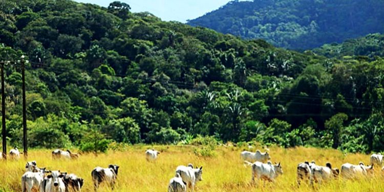 PRODUÇÃO AGROPECUÁRIA NA MATA ATLÂNTICA PODE SE TORNAR NEUTRA EM CARBONO DENTRO DE 20 ANOS