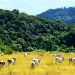 PRODUÇÃO AGROPECUÁRIA NA MATA ATLÂNTICA PODE SE TORNAR NEUTRA EM CARBONO DENTRO DE 20 ANOS