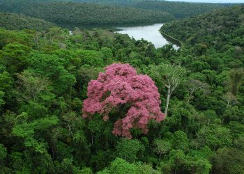 MATA ATLÂNTICA: OS 3 FATOS ESSENCIAIS SOBRE ESSE BIOMA