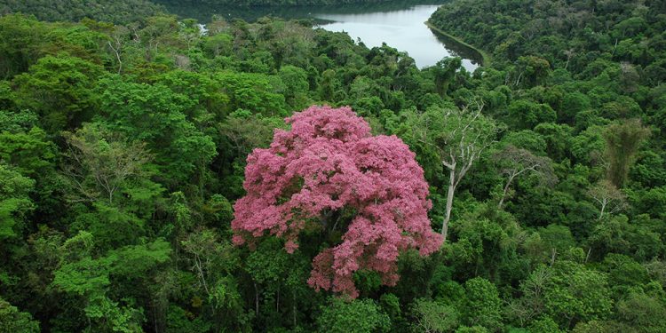 MATA ATLÂNTICA: OS 3 FATOS ESSENCIAIS SOBRE ESSE BIOMA