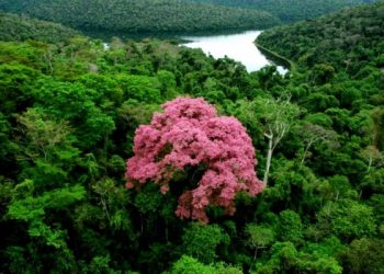 MATA ATLÂNTICA AINDA CARECE DE ÁREAS PROTEGIDAS