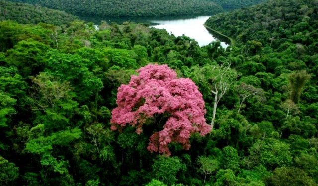 MATA ATLÂNTICA AINDA CARECE DE ÁREAS PROTEGIDAS