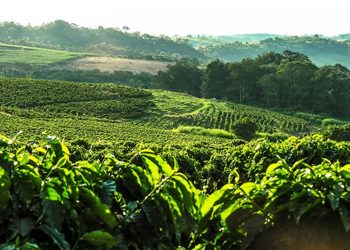 ESTUDO MOSTRA PORQUE É VANTAJOSO PRESERVAR FLORESTA NATIVA NO ENTORNO DE ÁREAS AGRÍCOLAS
