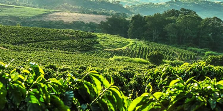 ESTUDO MOSTRA PORQUE É VANTAJOSO PRESERVAR FLORESTA NATIVA NO ENTORNO DE ÁREAS AGRÍCOLAS