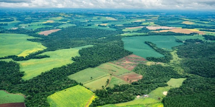 OBRIGAÇÃO E AMBIÇÃO PARA A MATA ATLÂNTICA