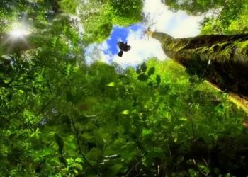MAIS DE 80% DAS ESPÉCIES DE ÁRVORES DA MATA ATLÂNTICA PODEM DEIXAR DE EXISTIR