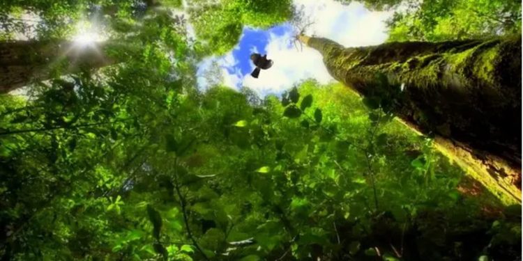 MAIS DE 80% DAS ESPÉCIES DE ÁRVORES DA MATA ATLÂNTICA PODEM DEIXAR DE EXISTIR