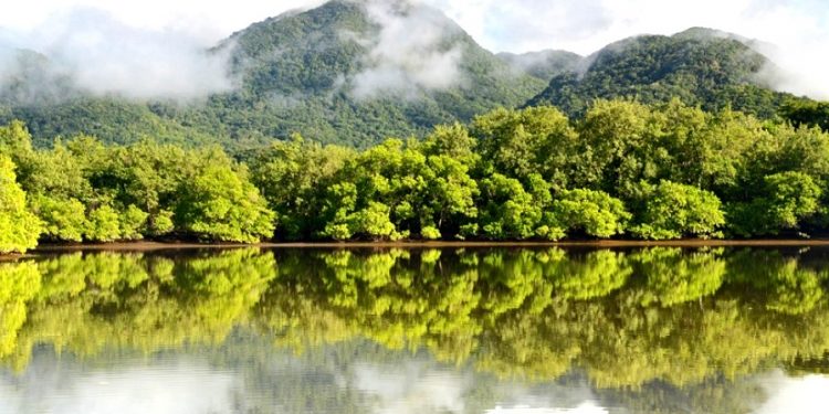 MATA ATLÂNTICA, O LUGAR IDEAL PARA A RESTAURAÇÃO DE FLORESTAS E PAISAGENS