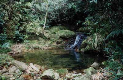 Nascente na Serra do Mar (Imagem reproduzida da internet de autoria desconhecida)