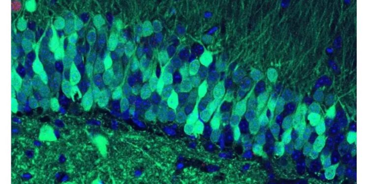 COMO A TECNOLOGIA PODE NOS PERMITIR VER E MANIPULAR MEMÓRIAS