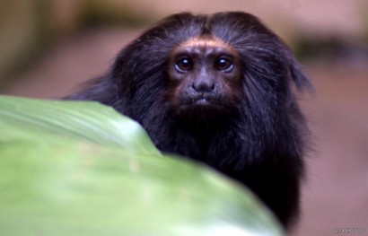 Mico-leão-preto em seu habitat, já foi considerado extinto por 65 anos.